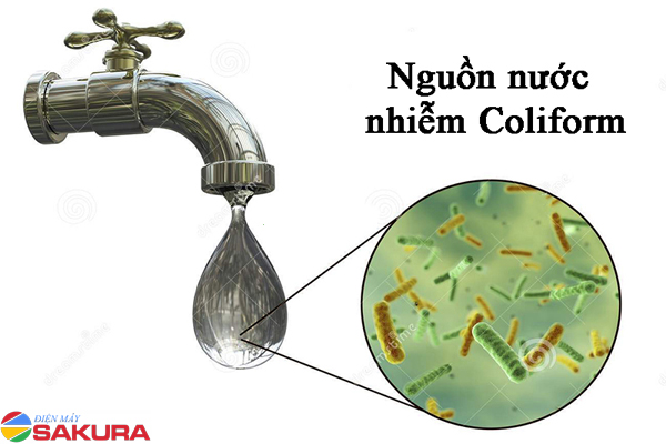 Tìm hiểu thông tin về vi khuẩn coliform