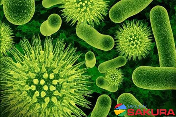 Tìm hiểu về vi khuẩn lam