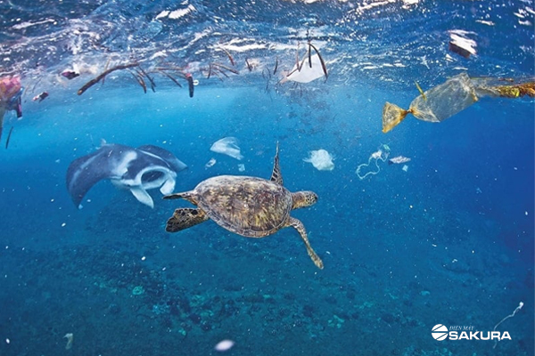 Hậu quả lâu dài của tình trạng ô nhiễm môi trường biển